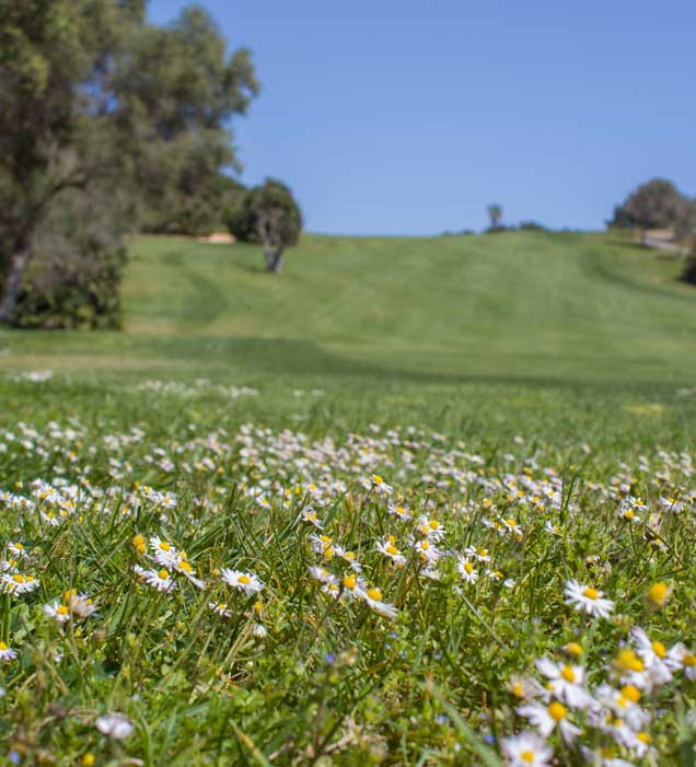 golf canyamel vistas del campo