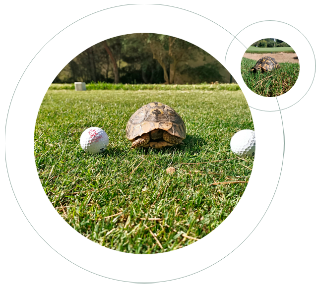 real turtles  golf canyamel